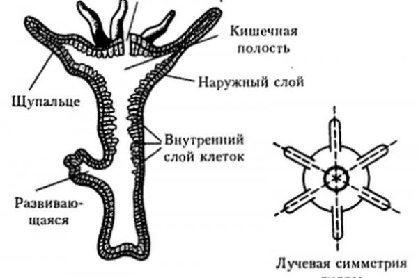 Кракен оф ссылка